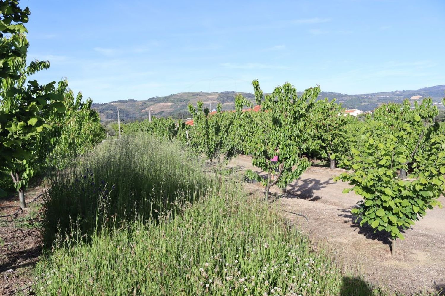 12016m² Land in Lamego, Portugal No. 80698