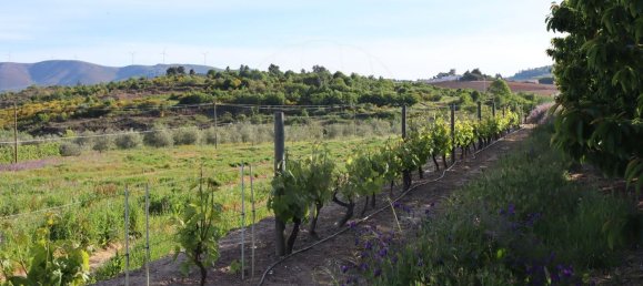 12016m² Land in Lamego, Portugal No. 80698 2