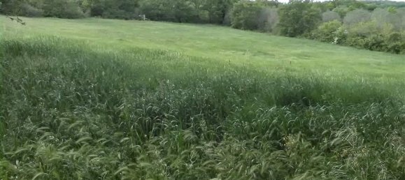 16000m² Land in Monte Romano, Italy No. 302352 3