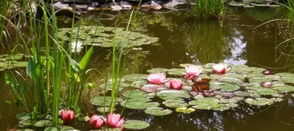 Terrain à Plauen, Germany No. 342500 5