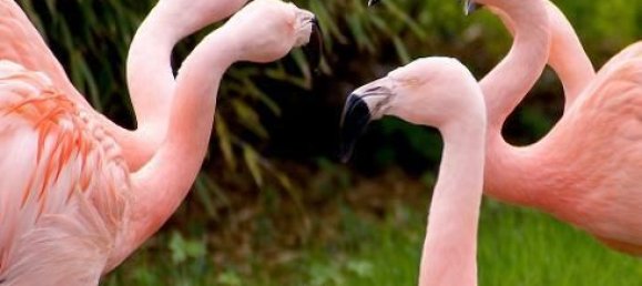 4 غرف نوم تاون هاوس في Kladow, Germany رقم 86205 2