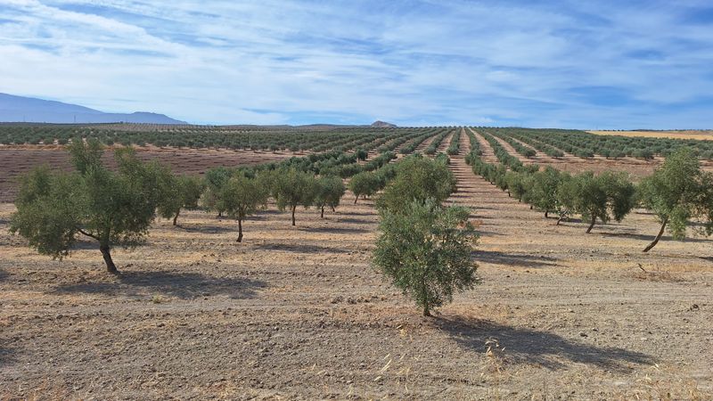 Terrain à Las Gabias, Spain 9000m² No. 222628