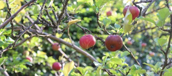 3 bedrooms Townhouse in Wannsee, Germany No. 366818 23