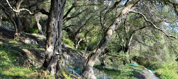  فندق في Corfu, Greece 14530متر مربع رقم 4108 7