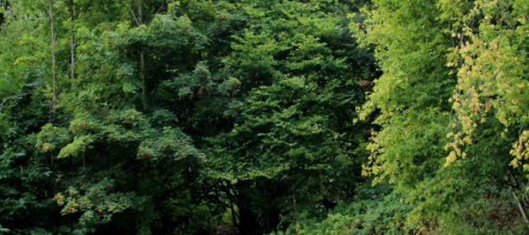 12غرفة مزرعة في Bernkastel-Wittlich, Germany رقم 272509 50