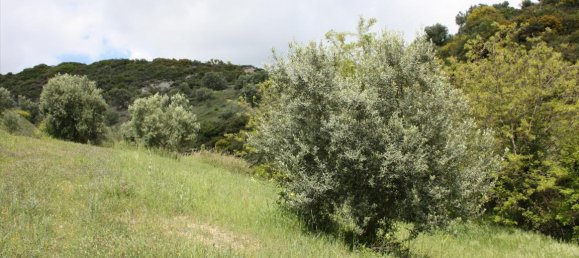 23000m² Hotel in Chalkidiki, Greece No. 6364 7