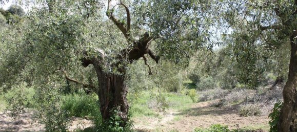 23000m² Hotel in Chalkidiki, Greece No. 6364 17