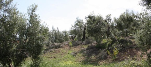 23000m² Hotel in Chalkidiki, Greece No. 6364 18