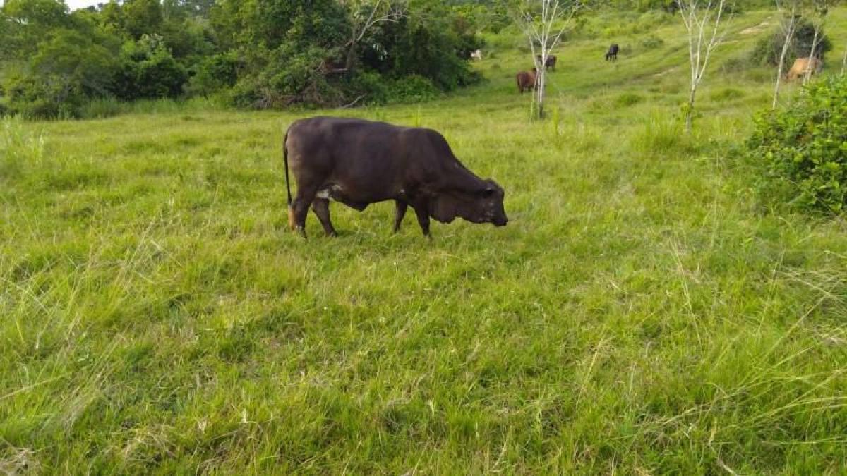 5 bedrooms House in Antioquia, Colombia No. 6430