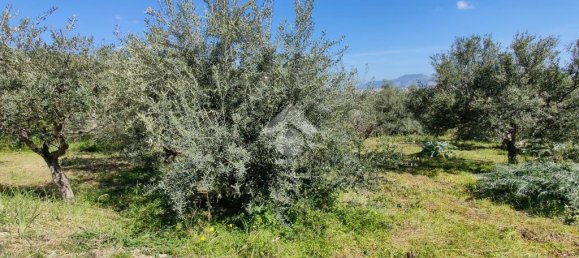 1090m² Land in Altofonte, Italy No. 303472 10
