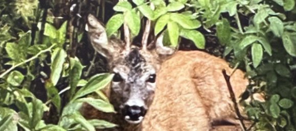 2 bedrooms Apartment in Overath, Germany No. 334674 15