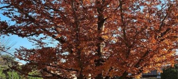 3 Schlafzimmer Villa in Pinerolo, Italy, Nr. 95544 5