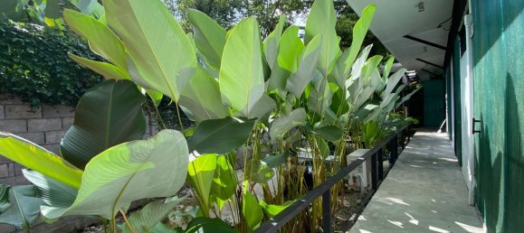 3 Schlafzimmer Cafe / Restaurant in Chiang Mai, Thailand, Nr. 10678 27