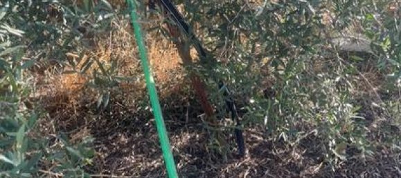 5000m² Land in Cadiz, Spain No. 162413 6