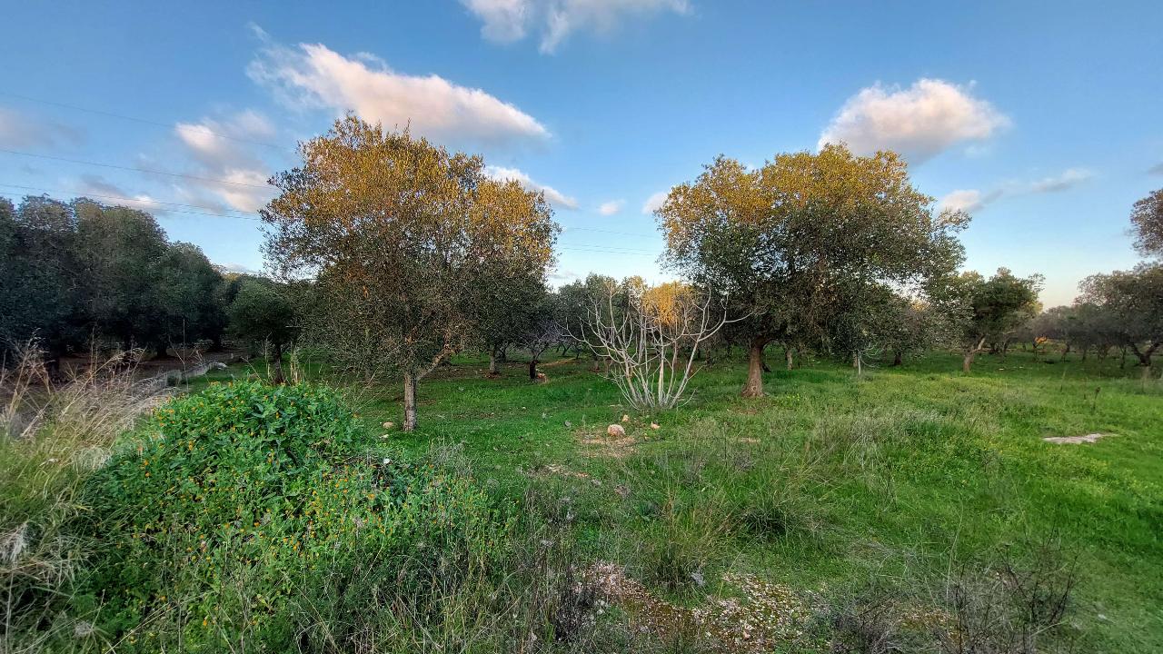 Terreno de 1 divisão em Ostuni, Italy N.º 178736