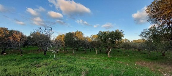 Terreno de 1 divisão em Ostuni, Italy N.º 178736 5