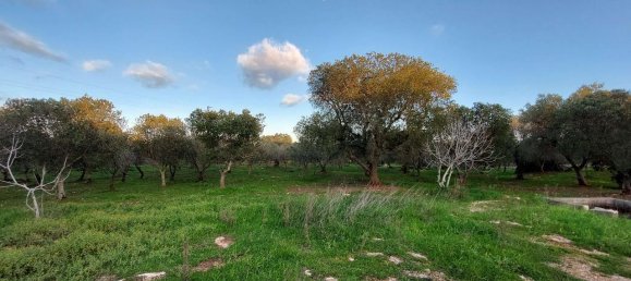 Terreno de 1 divisão em Ostuni, Italy N.º 178736 2