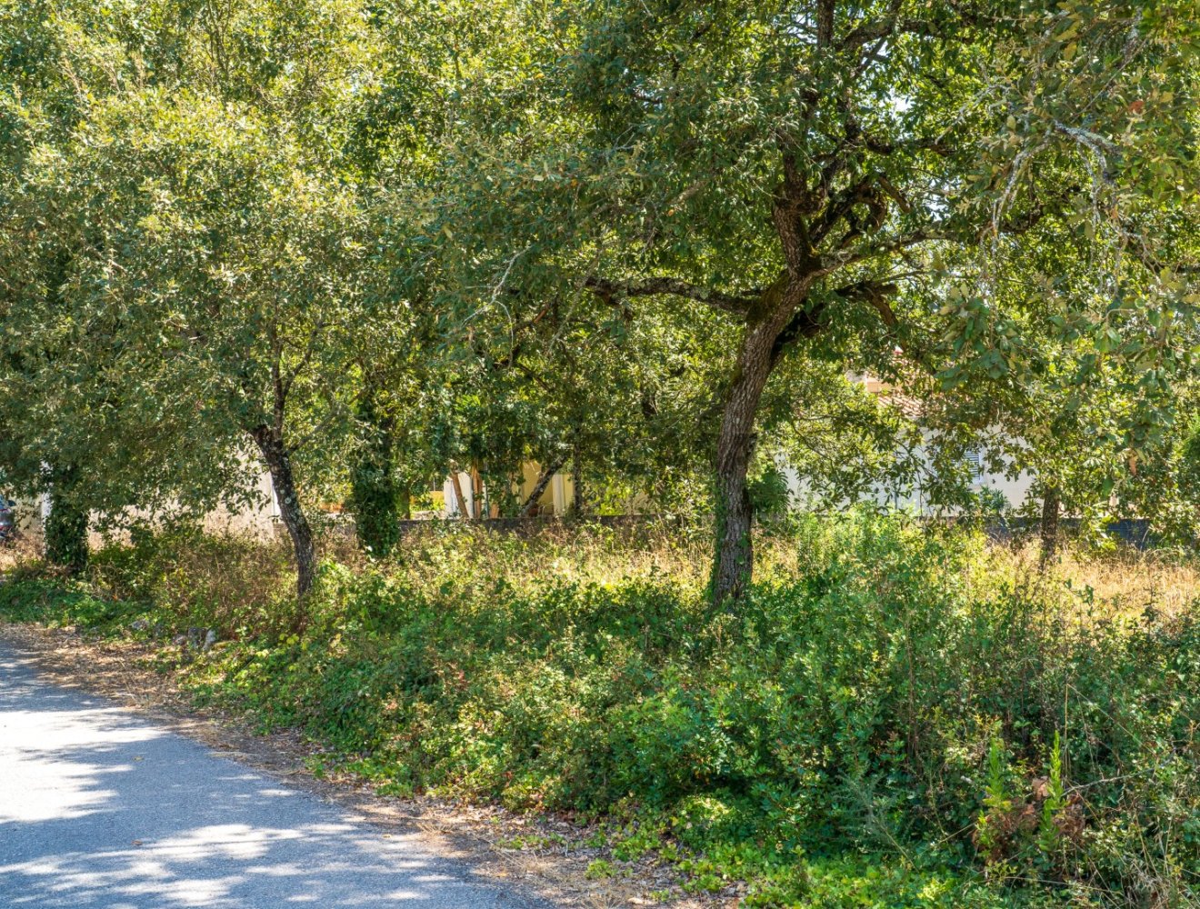  قطعة أرض في Aljubarrota, Portugal 3240متر مربع رقم 352616