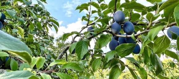 2-salle Maison à Adlershof, Germany No. 366165 6