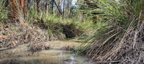 Terrain à Condamine Farms, Australia 1017000m² No. 805 2