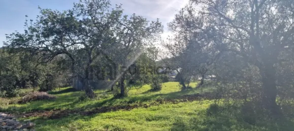 Land in Sao Bras de Alportel, Portugal No. 35256 4