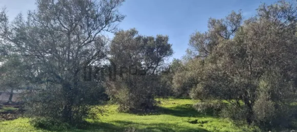 Land in Sao Bras de Alportel, Portugal No. 35256 5