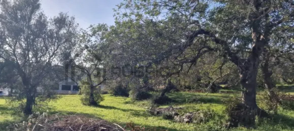 Land in Sao Bras de Alportel, Portugal No. 35256 2