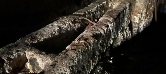 Almacén de 1 dormitorio en Caprarola, Italy No. 224413 9