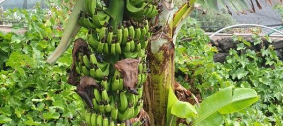 2 chambres Villa à El Hierro, Spain No. 157780 14