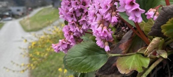  Land in Frastanz, Austria No. 81490 9