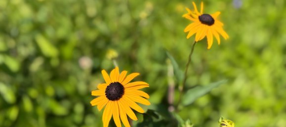 1 bedroom House in Gussing, Austria No. 127455 21