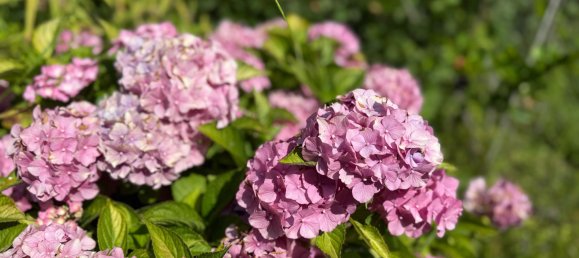 1 bedroom House in Gussing, Austria No. 127455 22