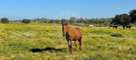 Casa de 9 dormitorios en Evora, Portugal No. 64512 49