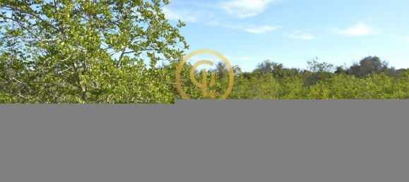 10450m² Land in Silves, Portugal No. 68399 8