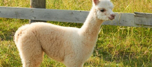 Terreno em Unna, Germany N.º 218245 6