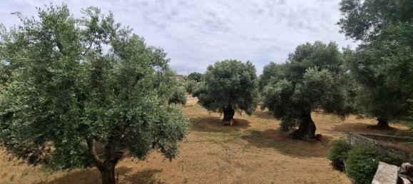 8-Zimmer Haus in Fasano, Italy, Nr. 41889 13