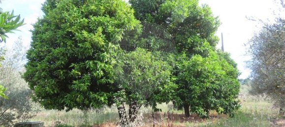 5 Schlafzimmer Haus in Fundao, Portugal, Nr. 76981 13