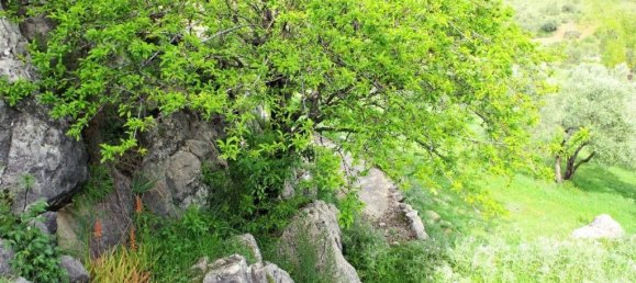 4 bedrooms House in Alcaucin, Spain No. 45133 8