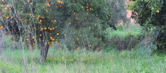 Casa T3 em Castelo Branco, Portugal N.º 180817 18