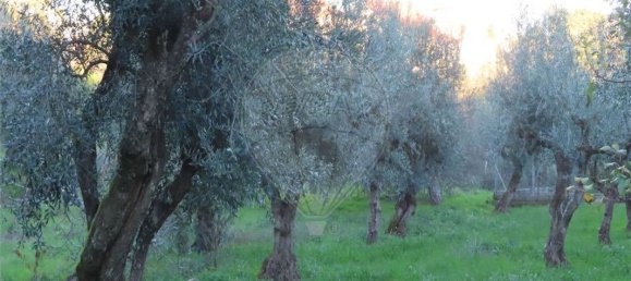 Casa T3 em Castelo Branco, Portugal N.º 180817 25
