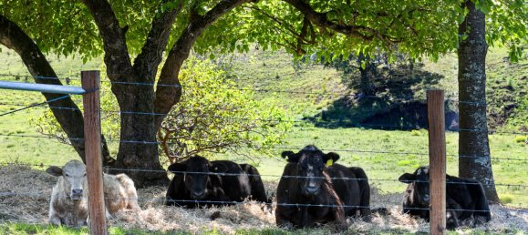 2 bedrooms Farm in Rock Valley, Australia No. 66 27