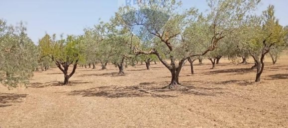 5غرفة فيلا في Caltagirone, Italy رقم 72496 16