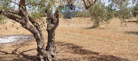 5غرفة فيلا في Caltagirone, Italy رقم 72496 12