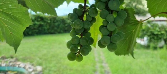 3 bedrooms House in Rhein-Neckar-Kreis, Germany No. 321930 13