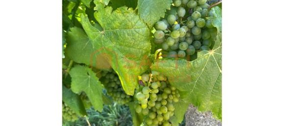 Casa de 5 dormitorios en Lousada, Portugal No. 128578 4