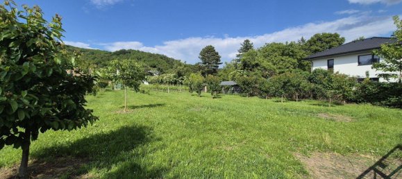 Terrain à Langenzersdorf, Austria No. 20506 2