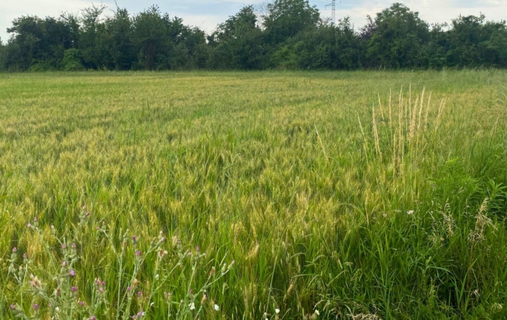 Grundstück in Chatuzange-le-Goubet, France 492m², Nr. 101643