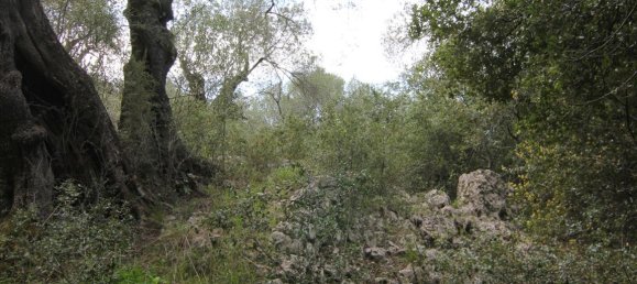 8000m² Hotel in Corfu, Greece No. 5764 3