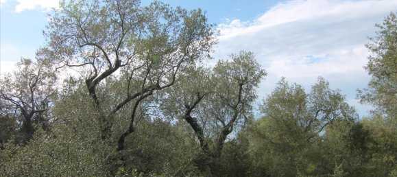 8000m² Hotel in Corfu, Greece No. 5764 4