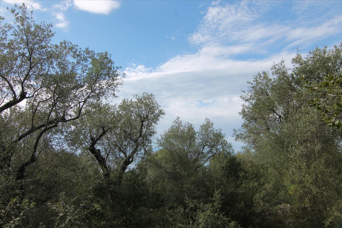 8000m² Hotel in Corfu, Greece No. 5764